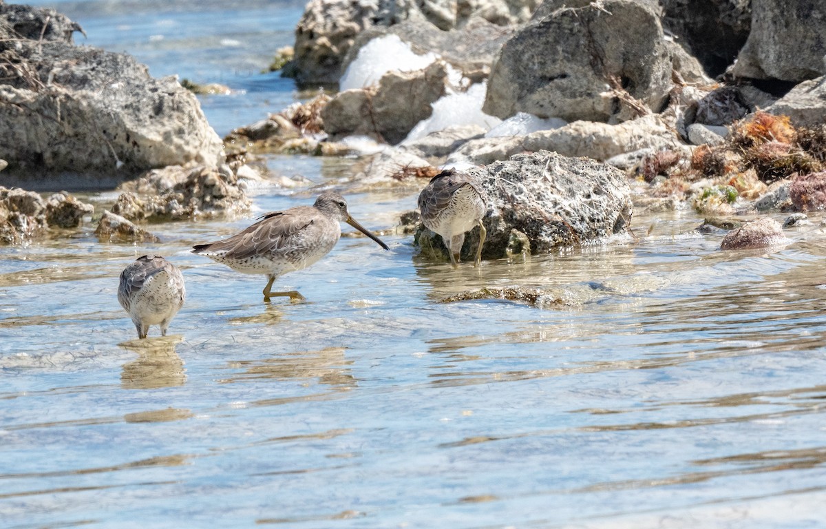 短嘴半蹼鷸 - ML411011441