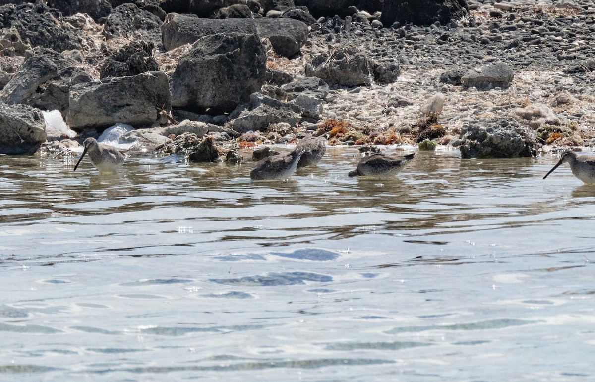 短嘴半蹼鷸 - ML411011461