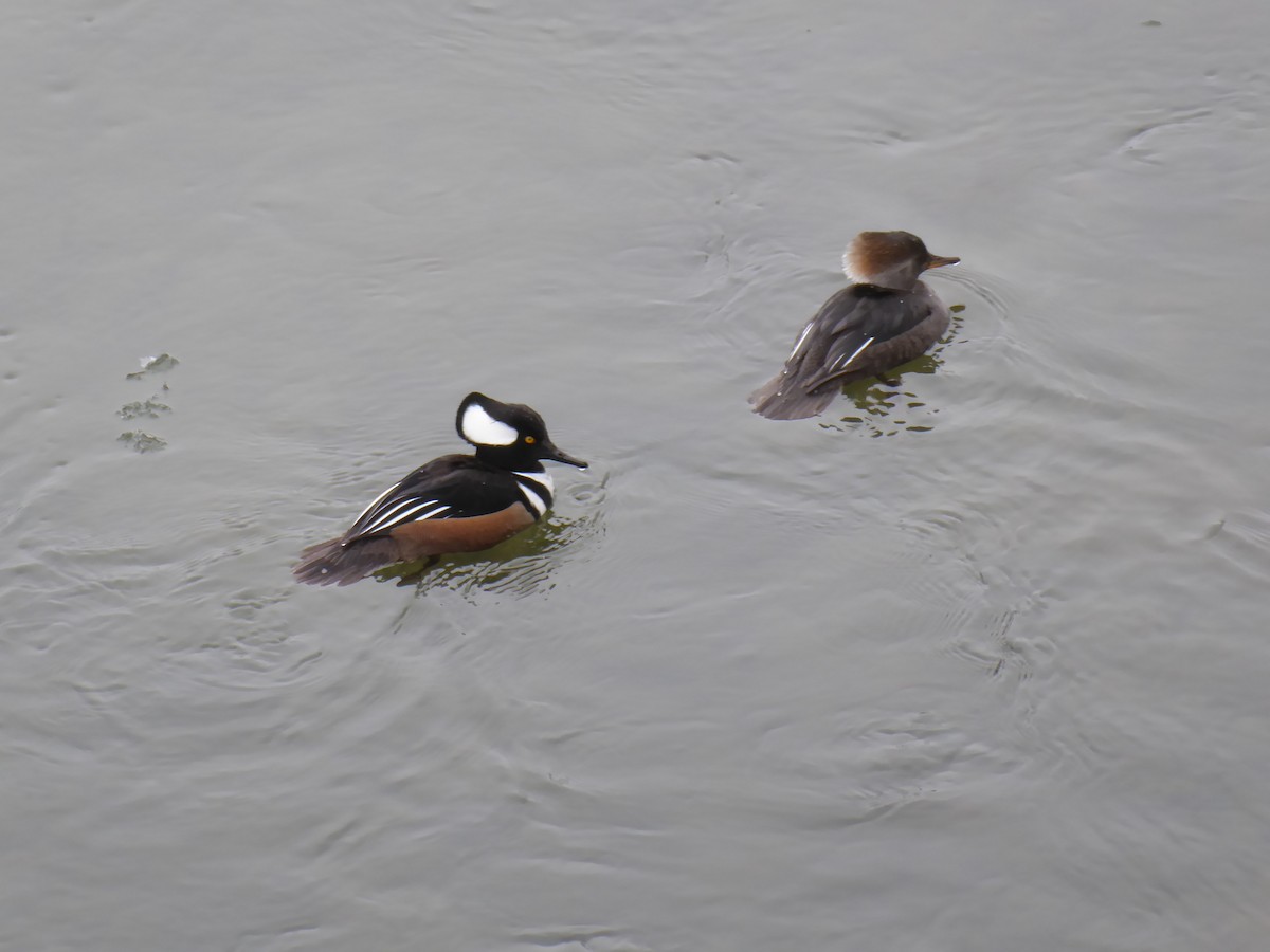 Hooded Merganser - ML411014831