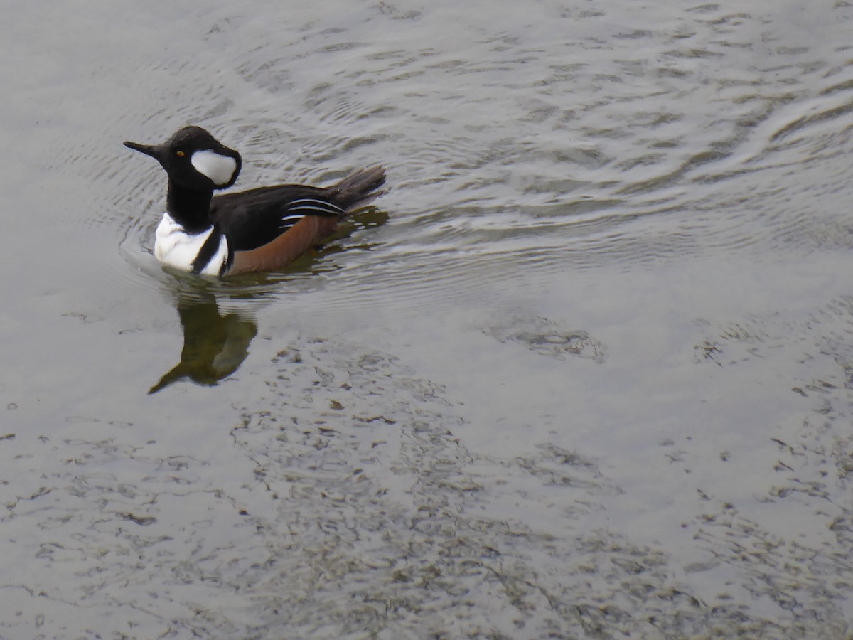 Hooded Merganser - ML411015031