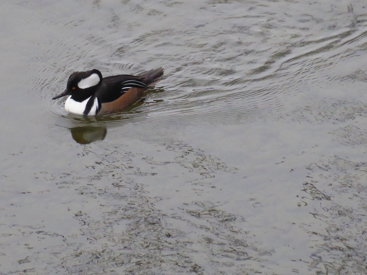 Hooded Merganser - ML411015071