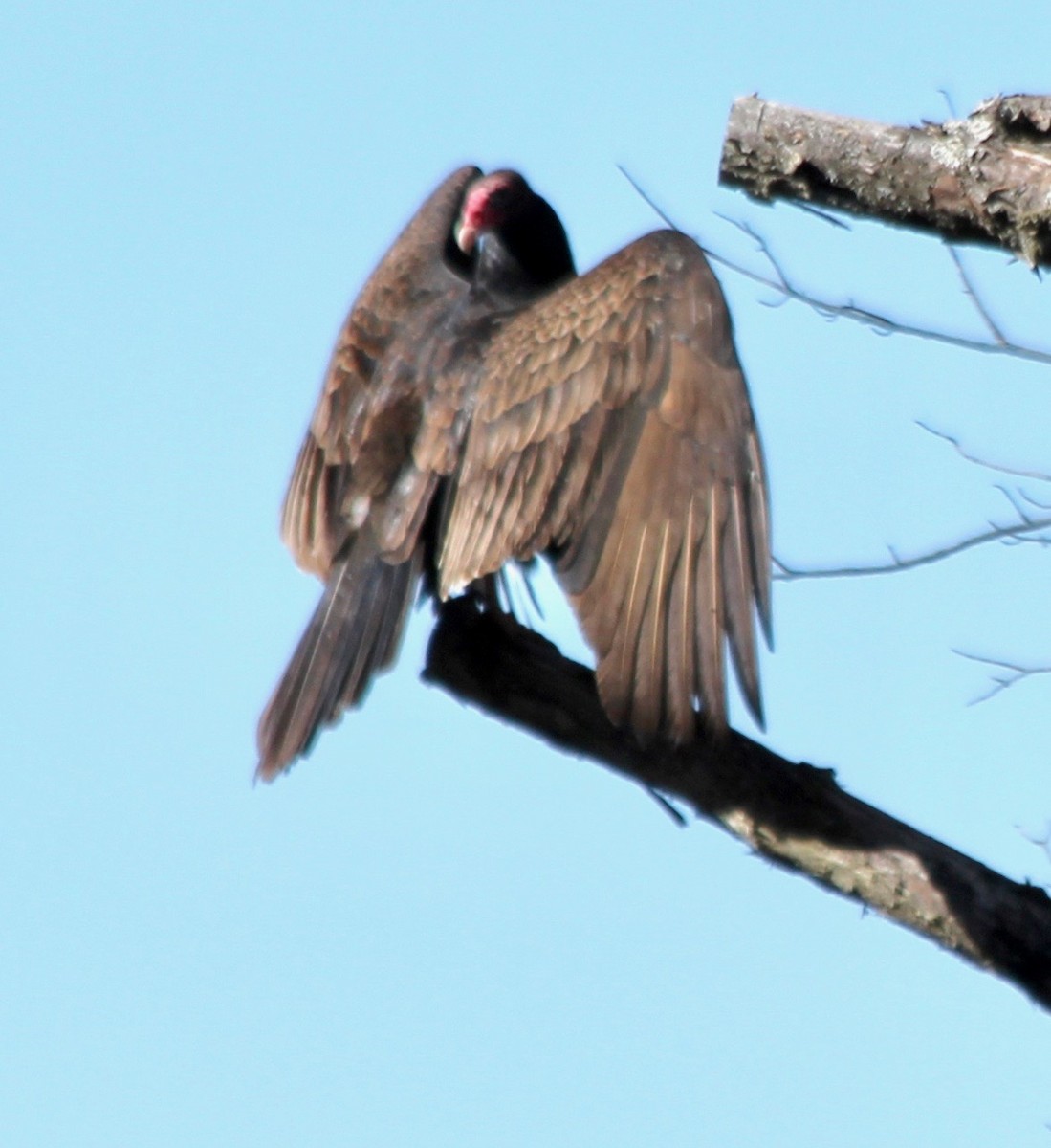 Turkey Vulture - ML411015801