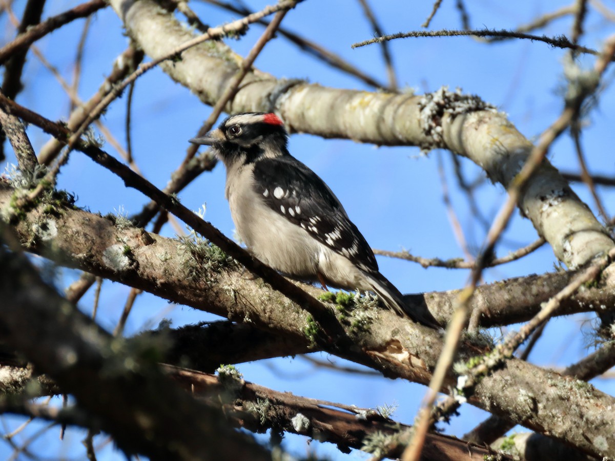 Downy Woodpecker - ML411016911