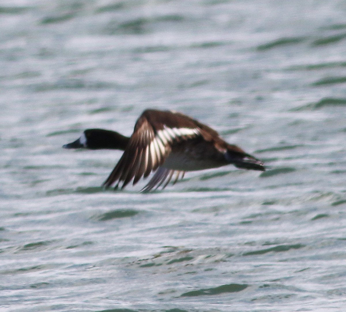 Greater Scaup - ML411017141