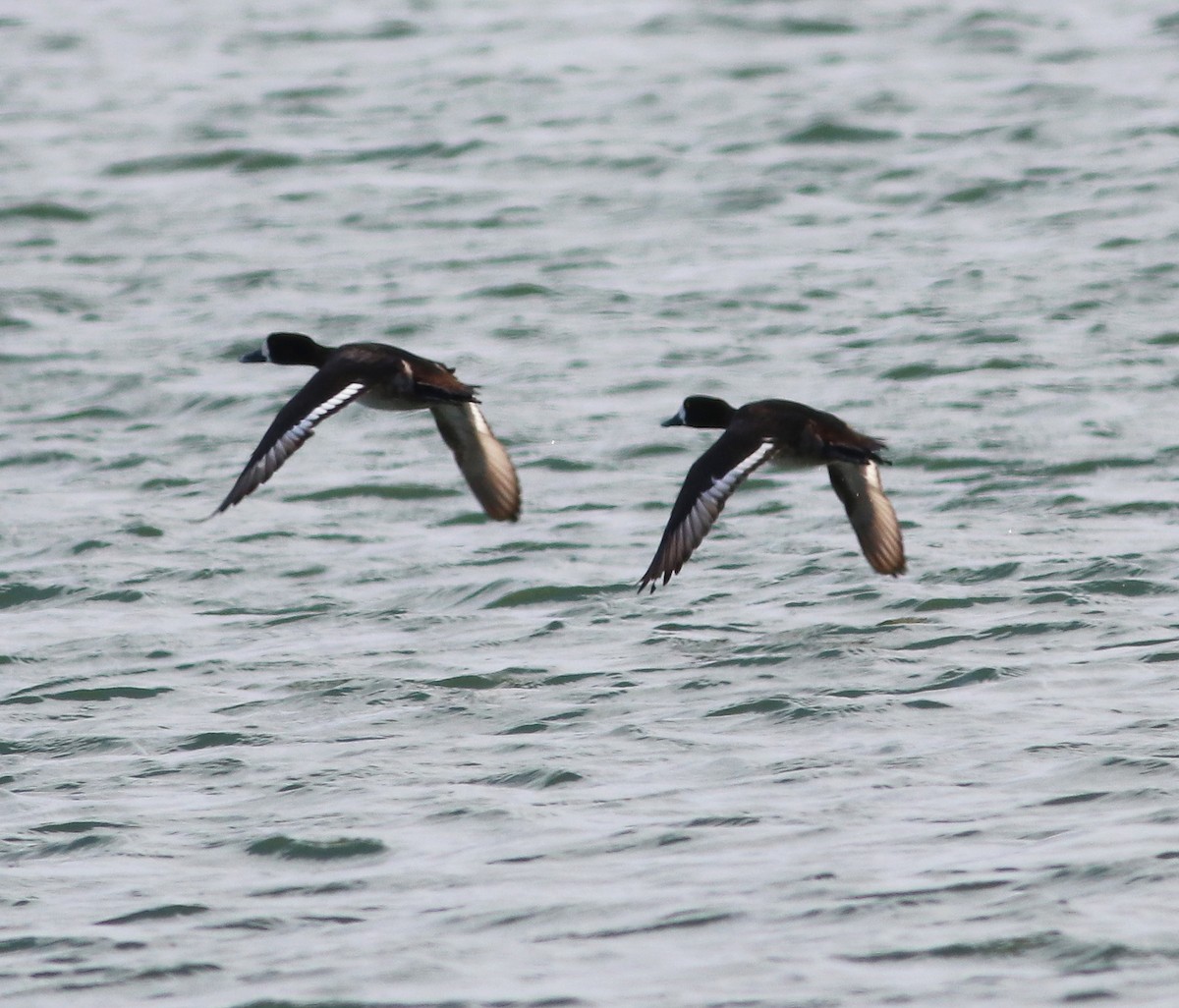 Greater Scaup - ML411017181