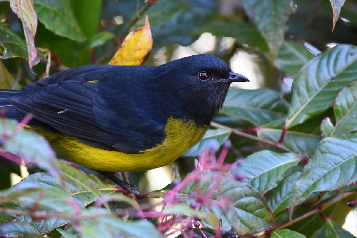 Black-and-yellow Silky-flycatcher - Cedar Stanistreet