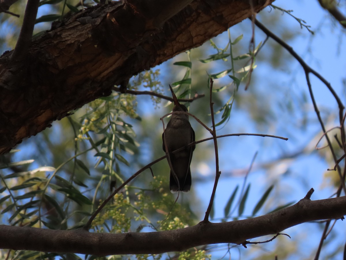 Broad-billed Hummingbird - Anuar Acosta