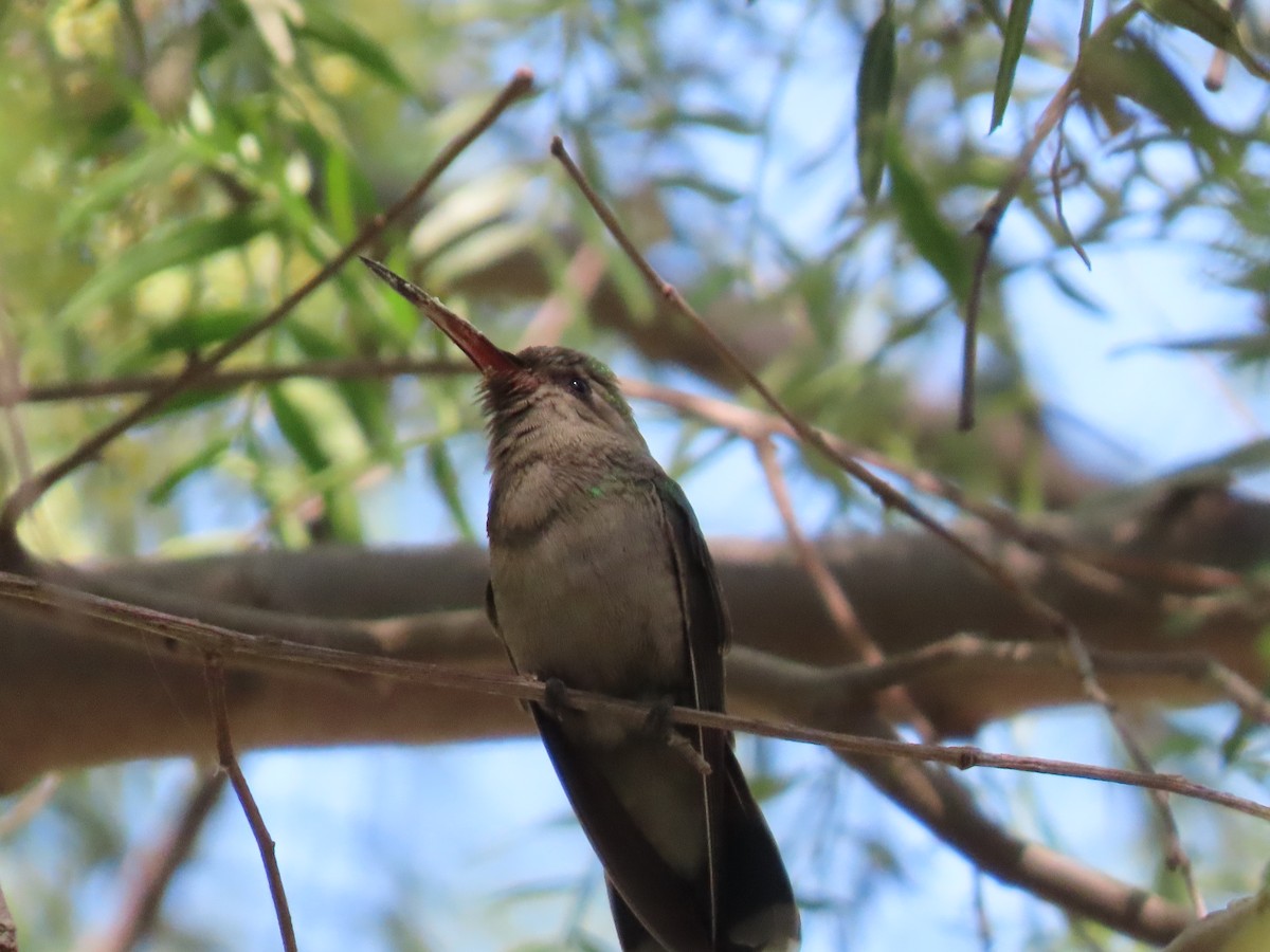Broad-billed Hummingbird - Anuar Acosta