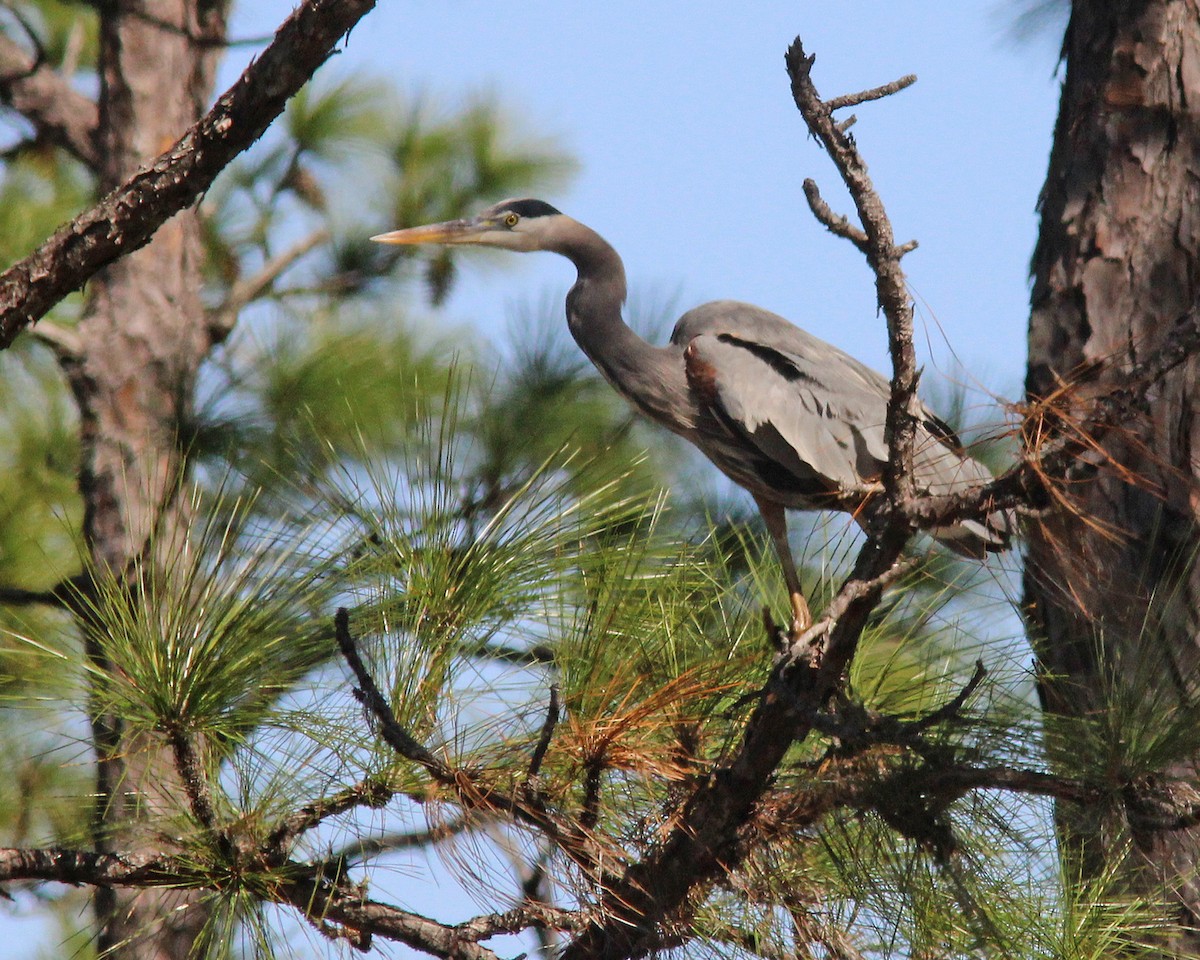 Great Blue Heron - ML411020421