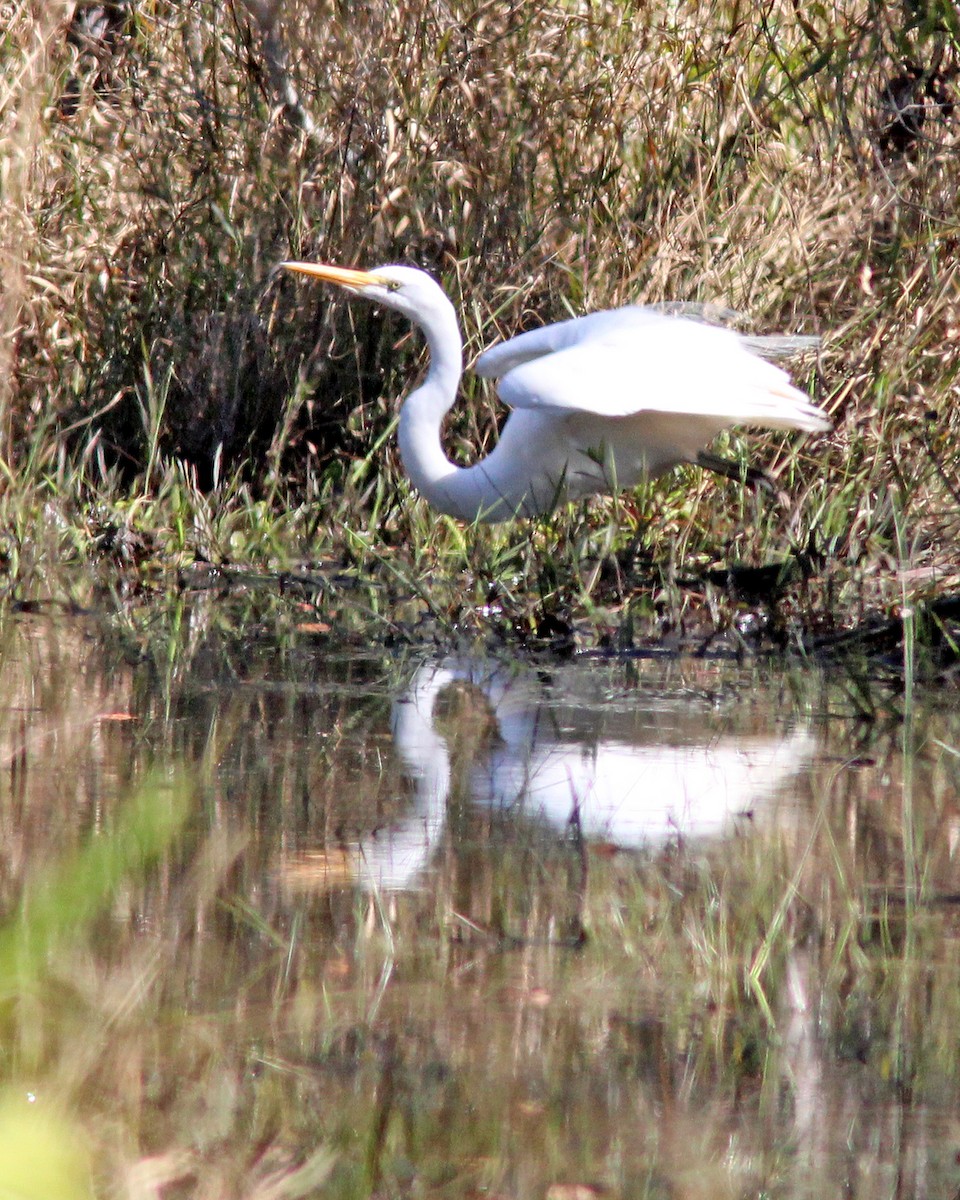 Great Egret - ML411020551