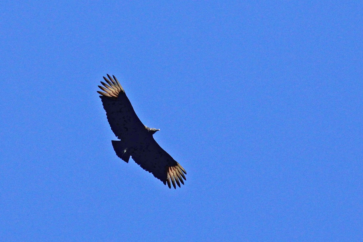 Black Vulture - ML411020661