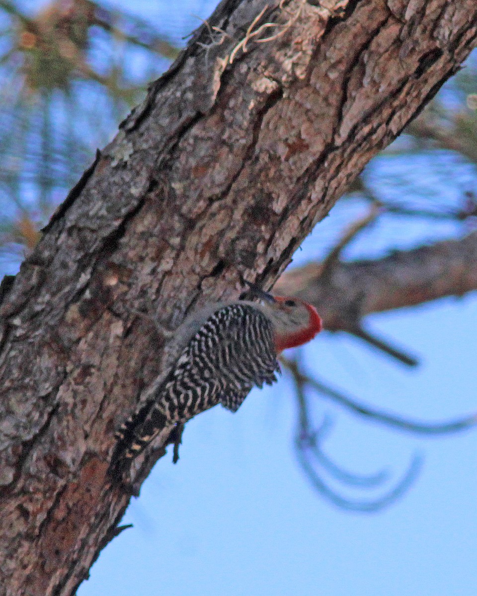 Red-bellied Woodpecker - ML411020851