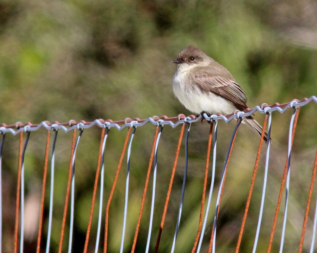 Eastern Phoebe - ML411020901