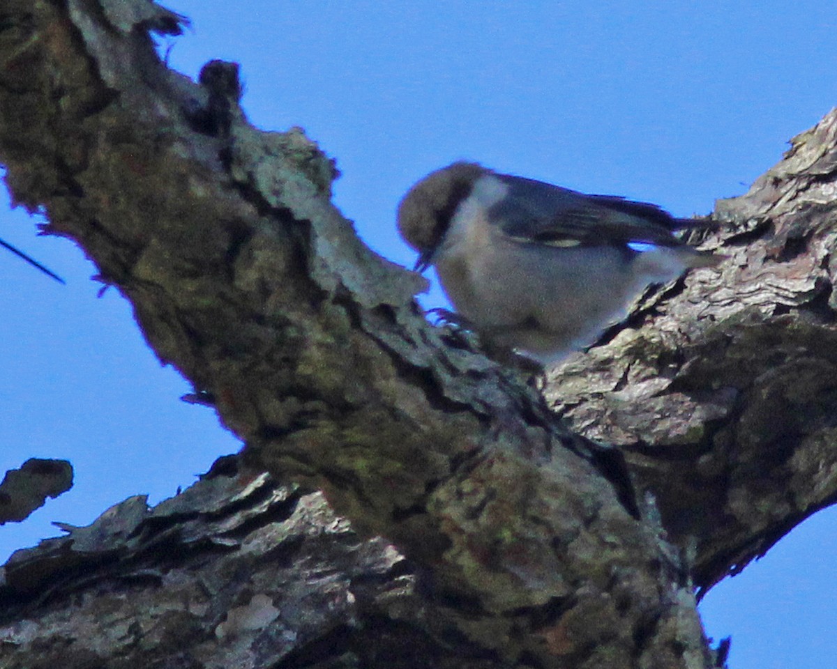 Brown-headed Nuthatch - ML411020951