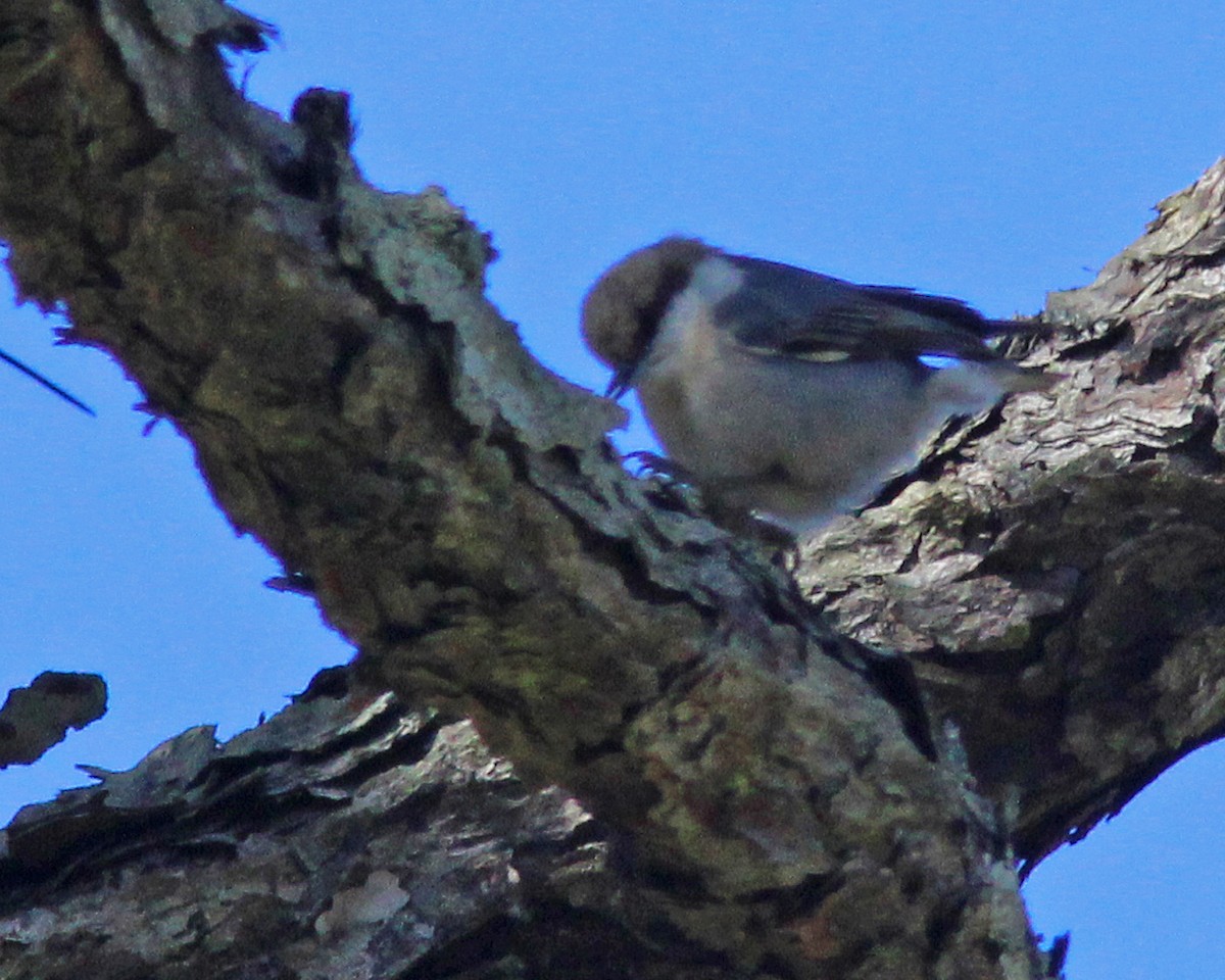 Sittelle à tête brune - ML411020951