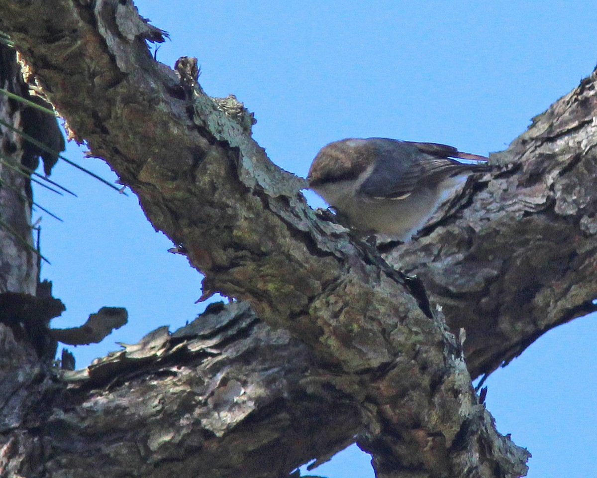 Sittelle à tête brune - ML411020971