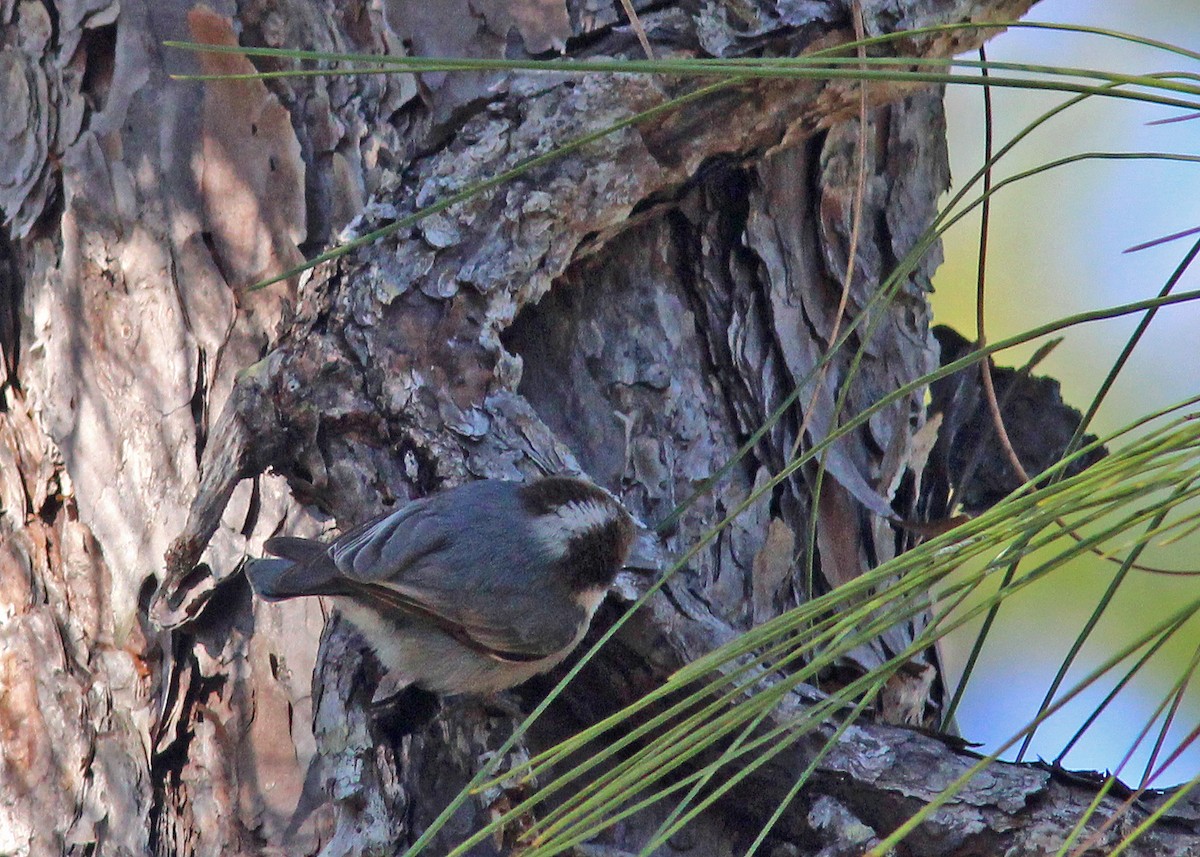 Brown-headed Nuthatch - ML411020981