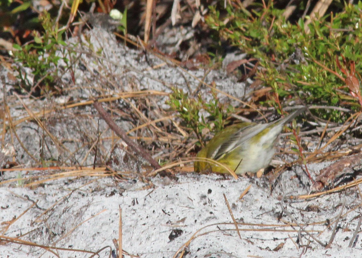 Pine Warbler - ML411021141