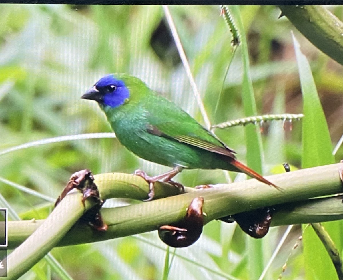 Blue-faced Parrotfinch - Marc Gardner