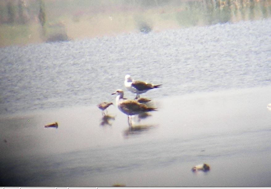 Lesser Black-backed Gull (graellsii) - Bill Pranty