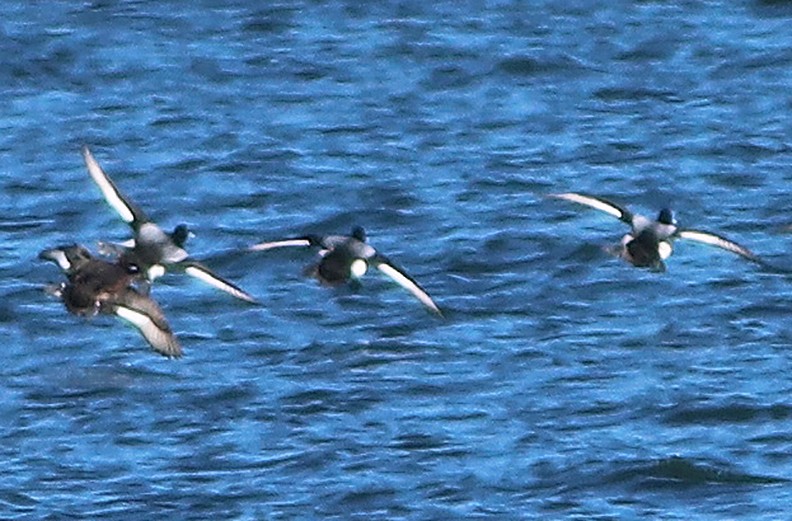 Greater Scaup - ML411026891