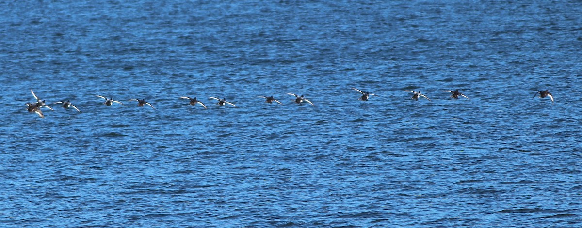 Greater Scaup - ML411026931