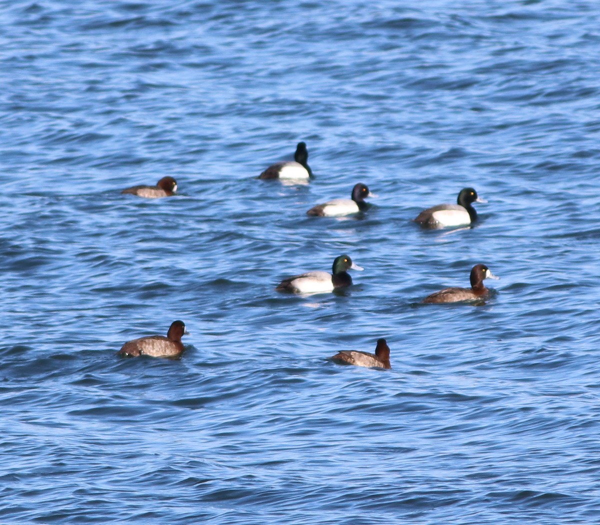 Greater Scaup - ML411027031