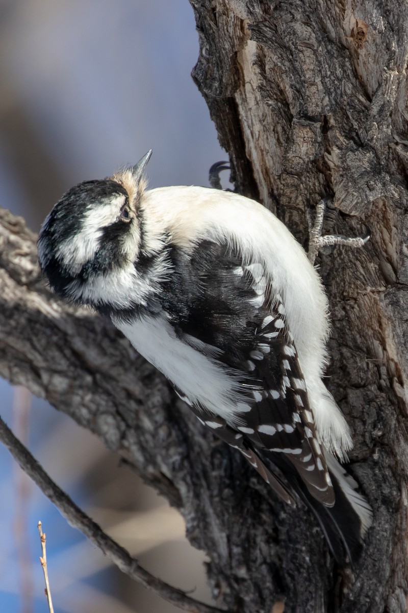 Downy Woodpecker - ML411027111