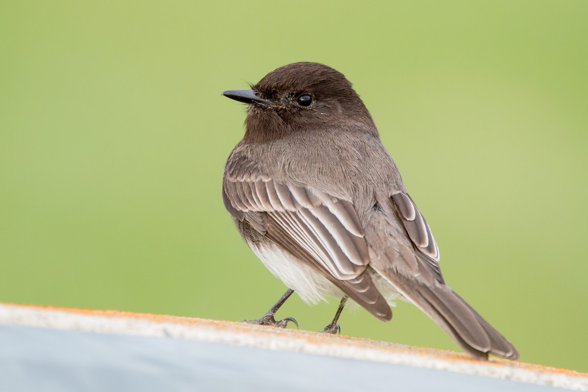 Black Phoebe - ML411027501