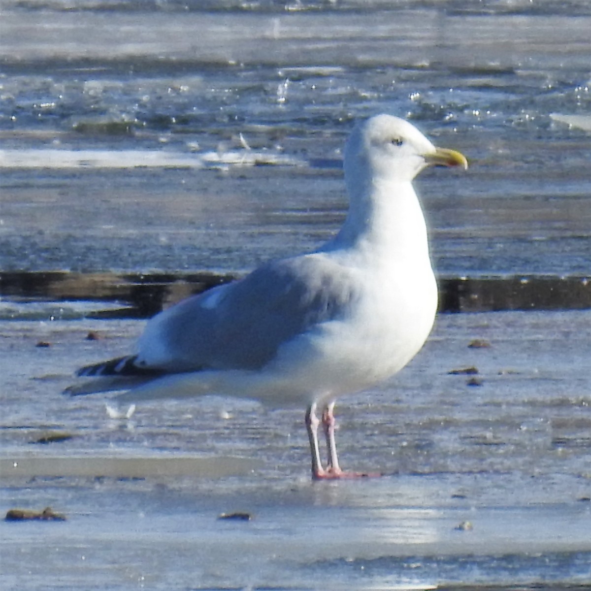 Iceland Gull (Thayer's) - ML411027791