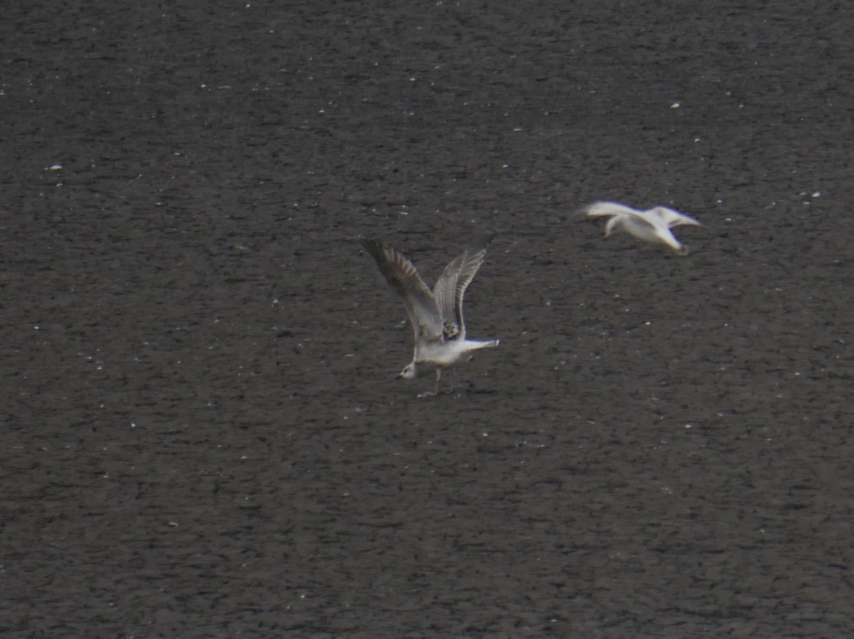 Great Black-backed Gull - ML411027871