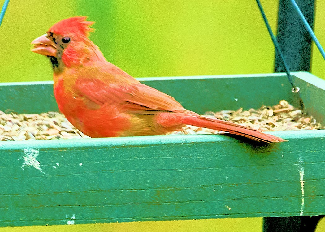 Cardinal rouge - ML411027971