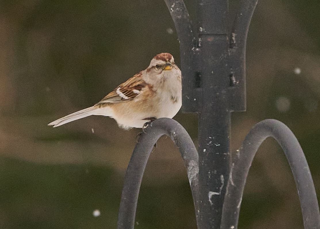 American Tree Sparrow - ML411028291