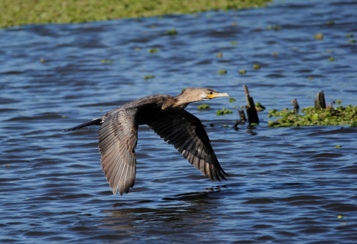 Neotropic Cormorant - ML41102871