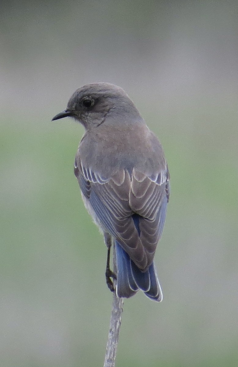 Western Bluebird - Thomas Wurster