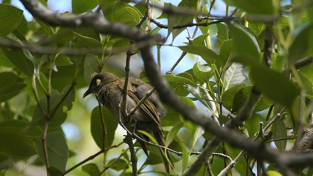 Lewin's Honeyeater - ML411030551