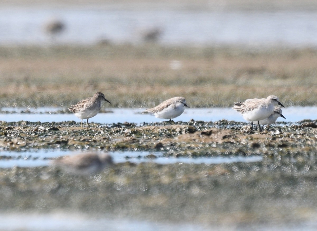 Langzehen-Strandläufer - ML411033891