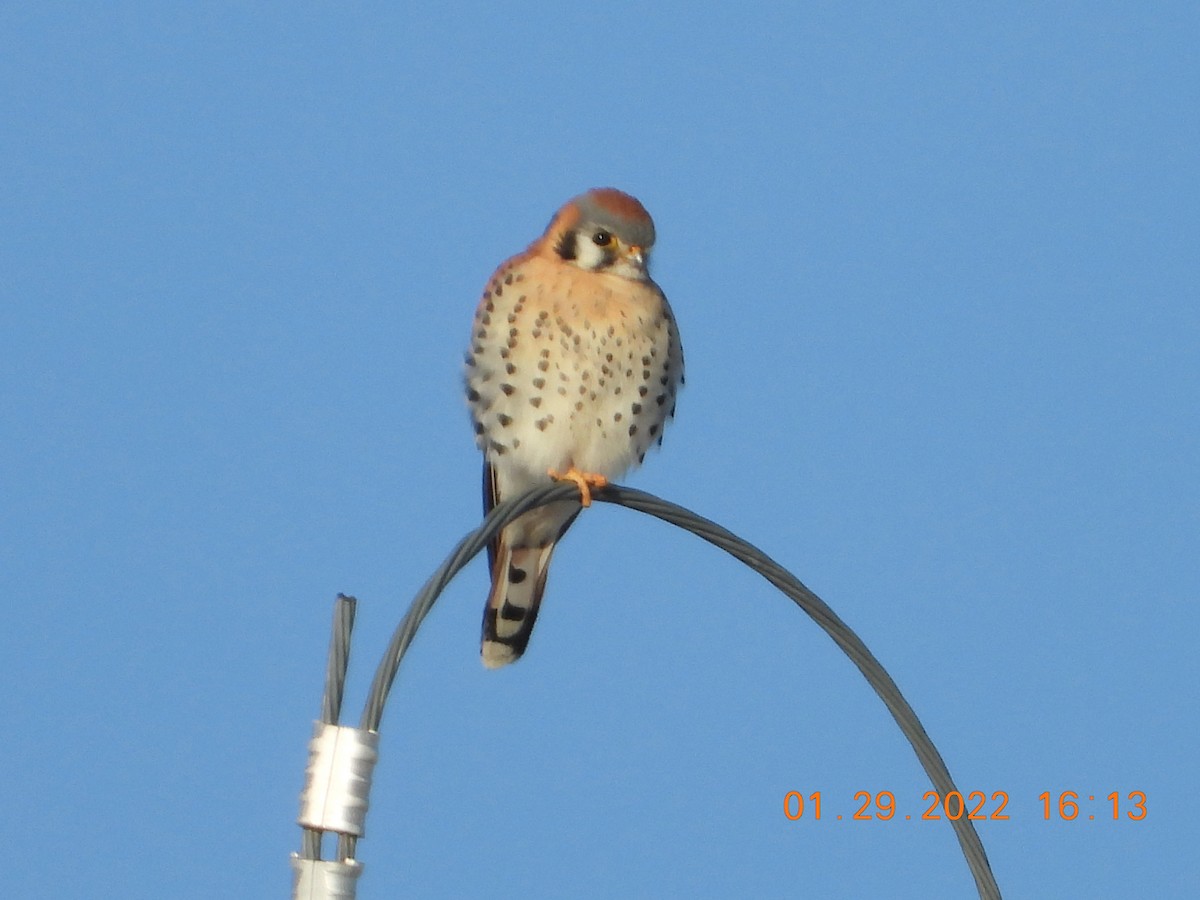 American Kestrel - ML411033981