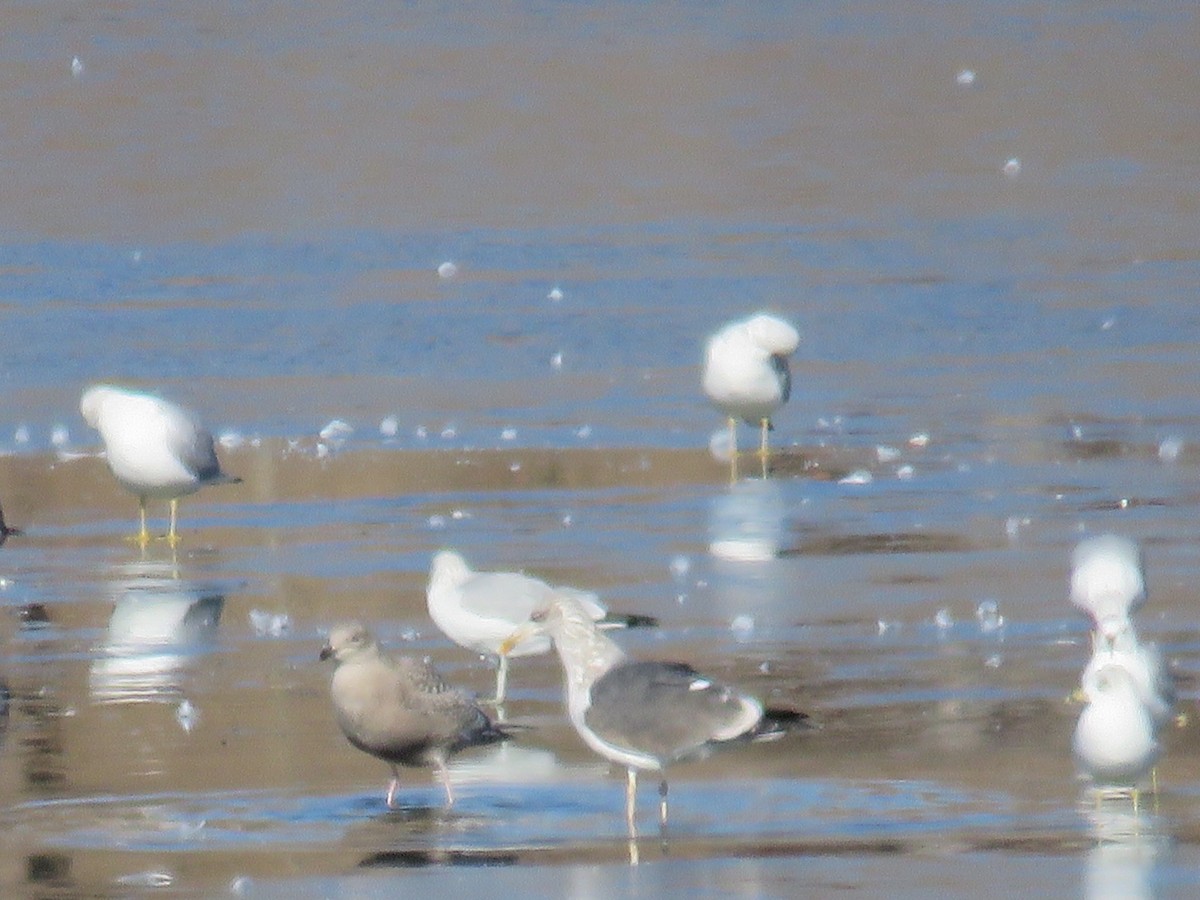 Lesser Black-backed Gull - ML411034471