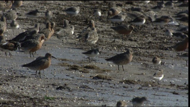 Red Knot - ML411035