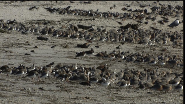 Red Knot - ML411036