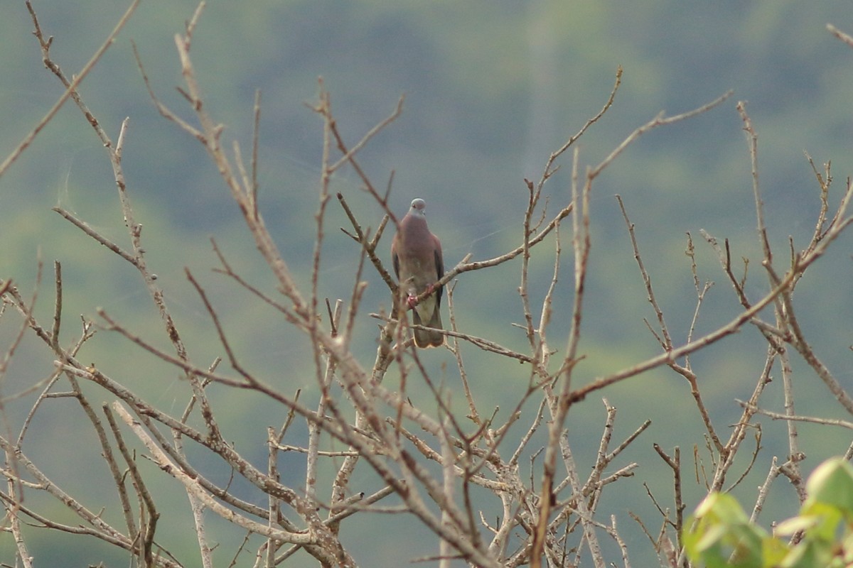 Pale-vented Pigeon - ML411037781