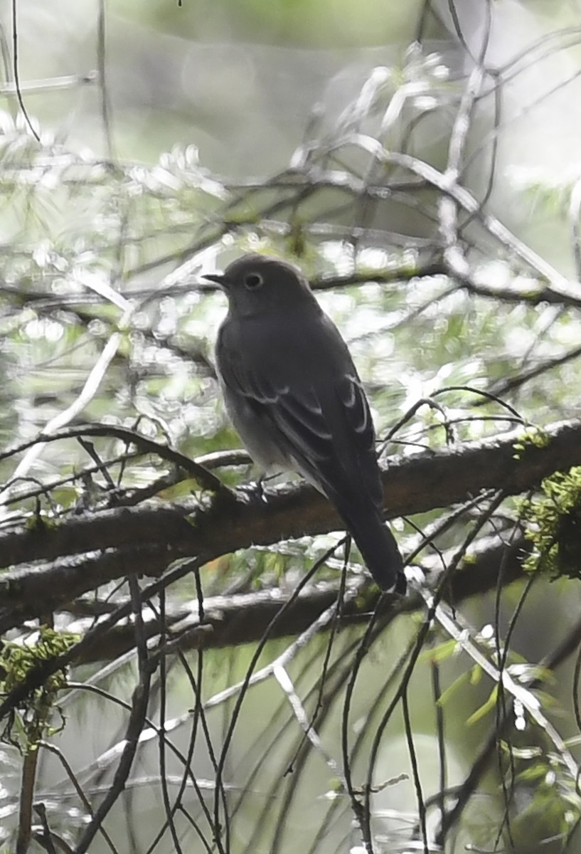 Townsend's Solitaire - ML411038451