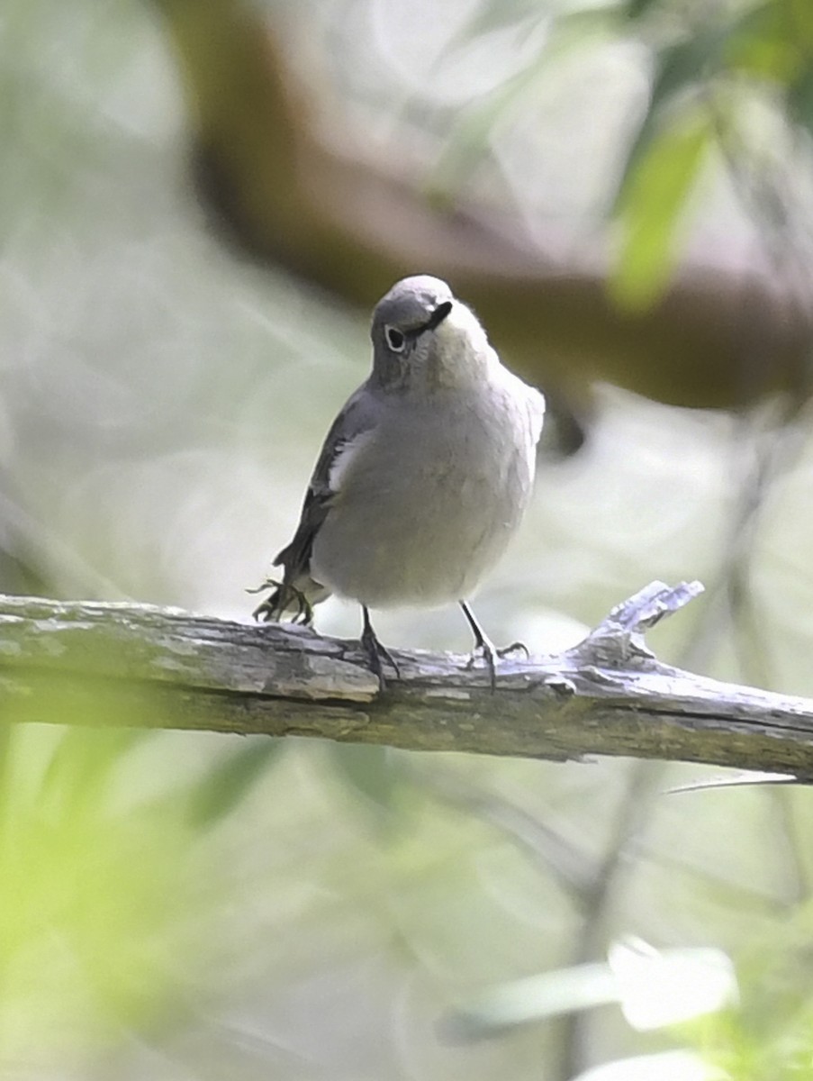 Townsend's Solitaire - ML411038481