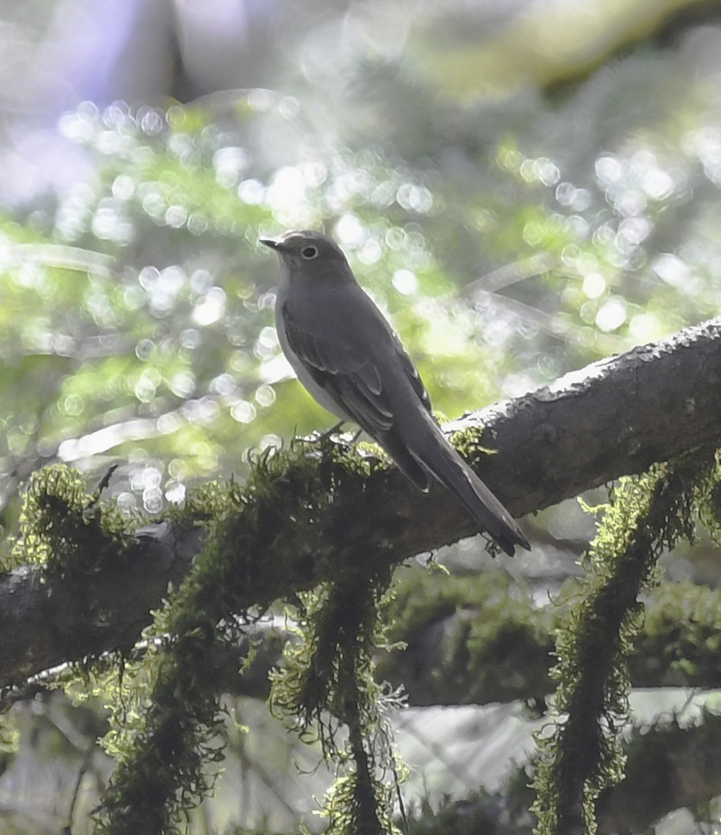 Townsend's Solitaire - ML411038491