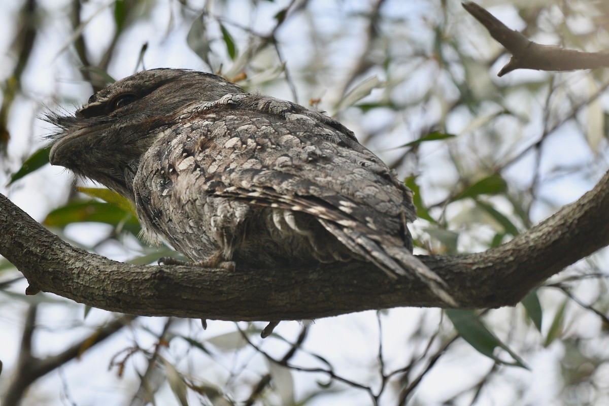 Tawny Frogmouth - Michael Daley