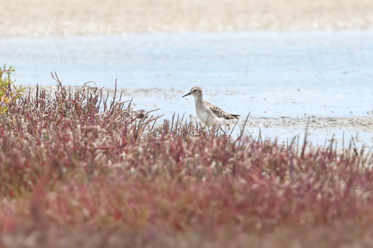 Langzehen-Strandläufer - ML411039691