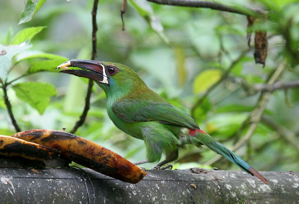 Toucanet à croupion rouge - ML411039801