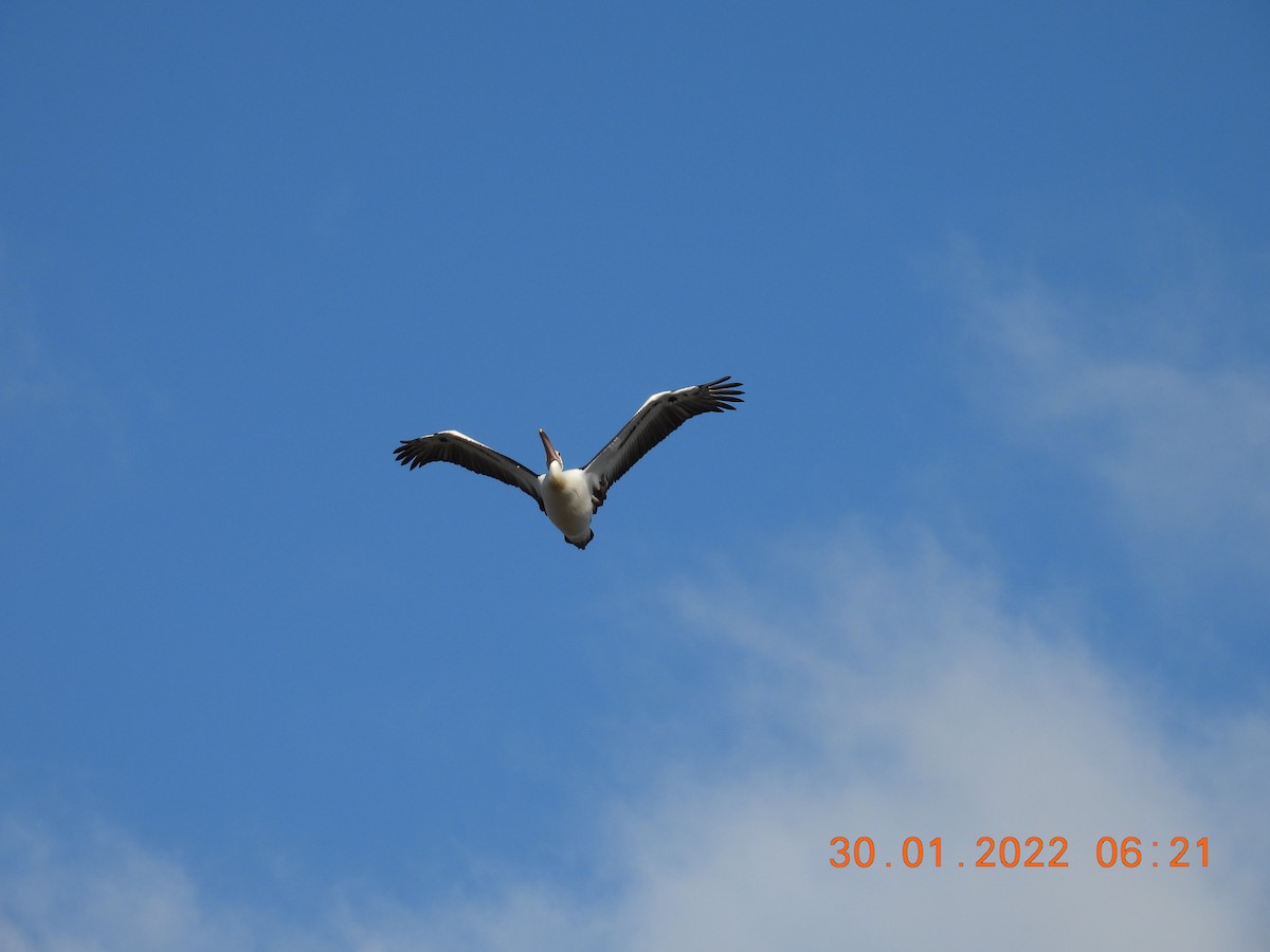 pelikán australský - ML411039831