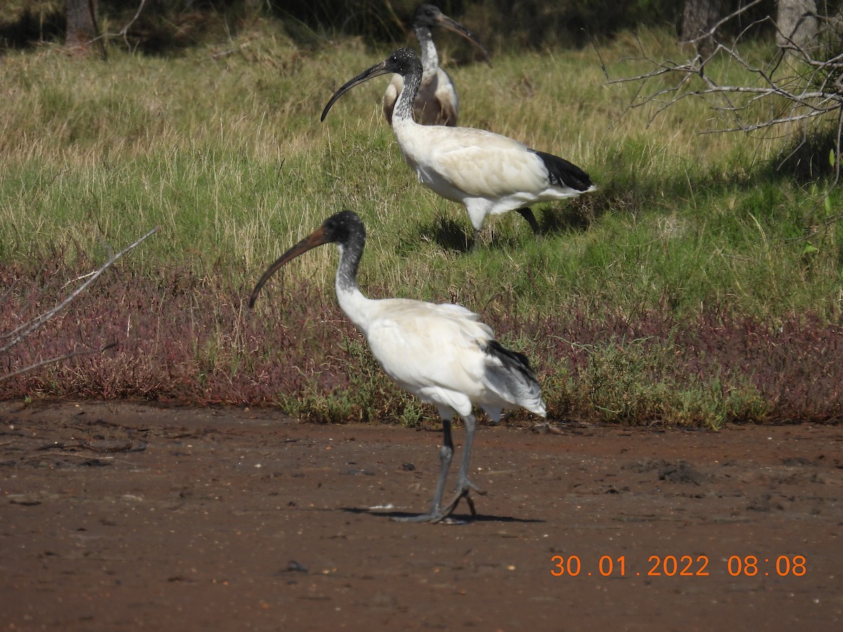 ibis australský - ML411040011